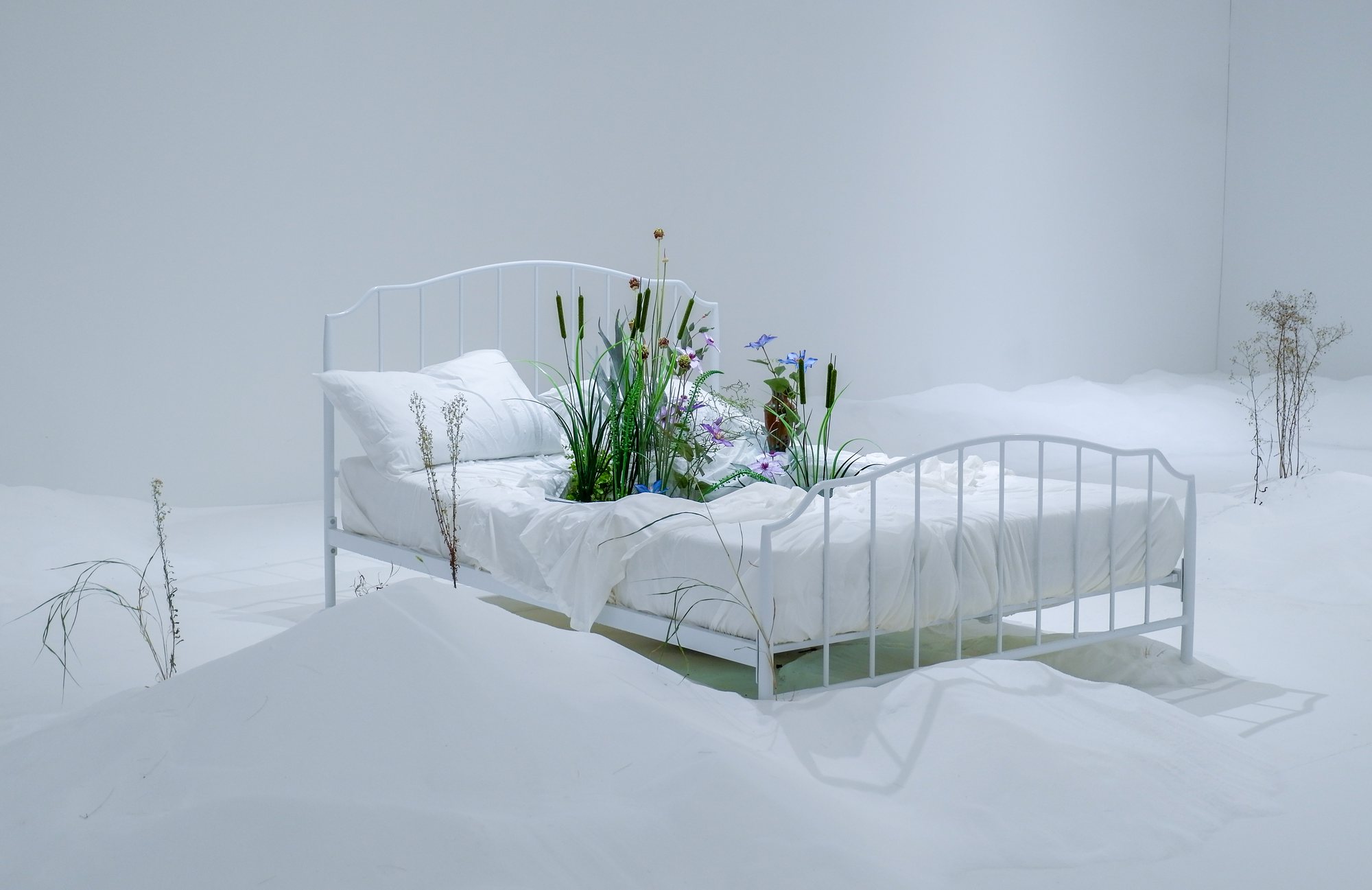 The Antechamber (Tundra Swan) — installation view